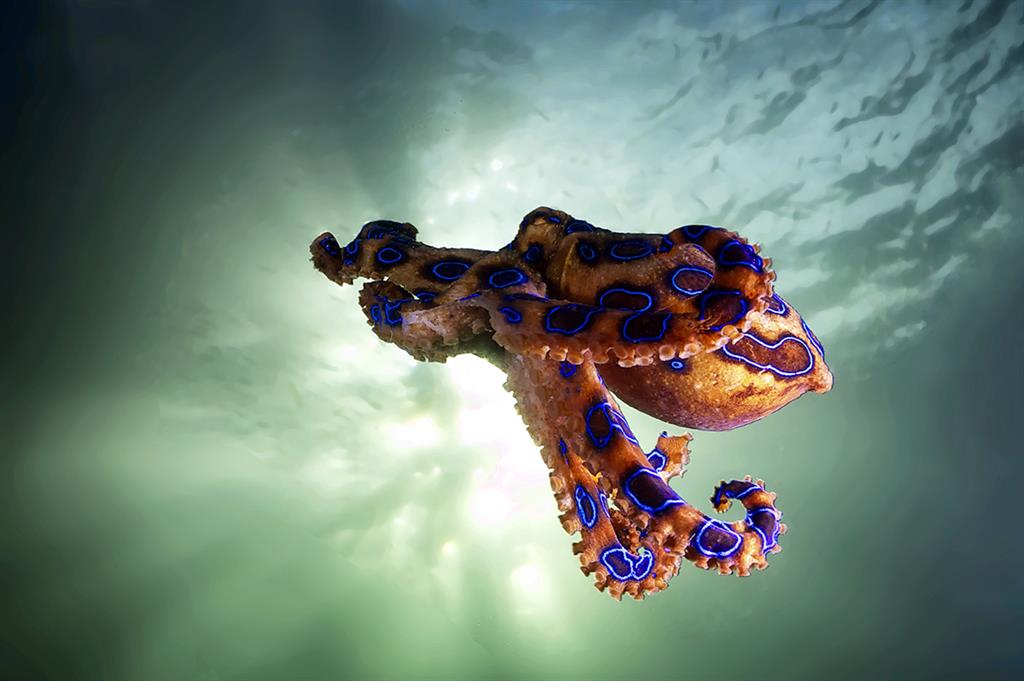 blue_ringed_octopus Blue Ringed Octopus First Aid